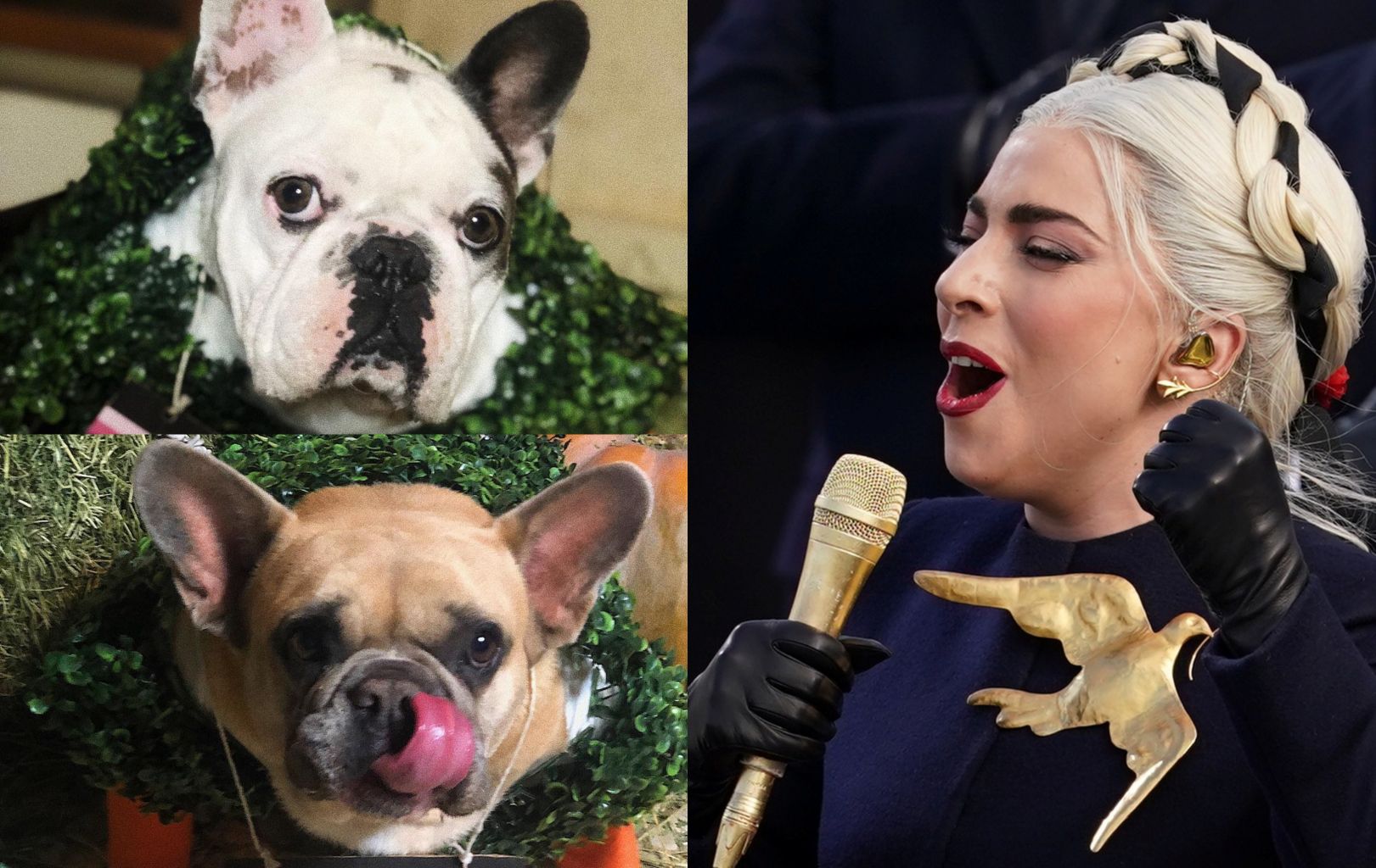 Lady Gaga: 22 χρόνια φυλάκιση στον απαγωγέα των σκύλων της