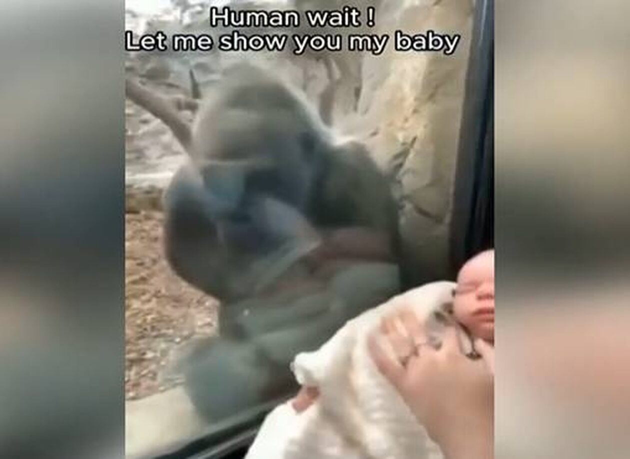 Υπέροχο! Συγκινημένη μαμά γορίλας δείχνει το μωρό της σε μαμά με νεογέννητο