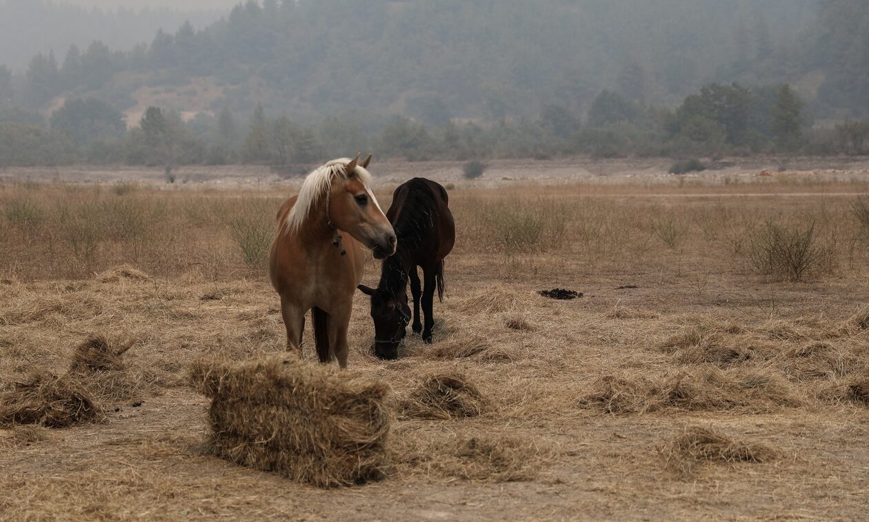 Υπουργείο Εσωτερικών: Έχουν διασωθεί από τις φωτιές περισσότερα από 200 ζώα συντροφιάς και 100 άλογα