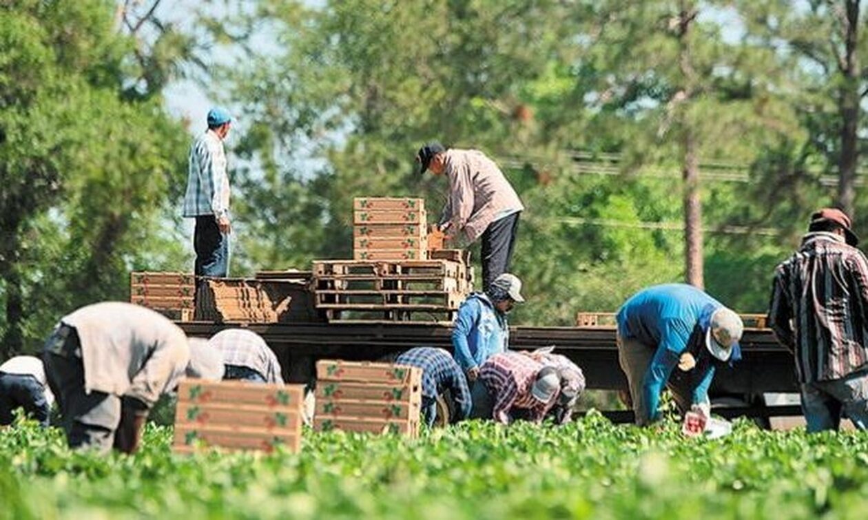 Λείπουν 80.000 εργάτες γης από τα ελληνικά χωράφια - Σε κίνδυνο θερμοκήπια, κηπευτικά και ελιές