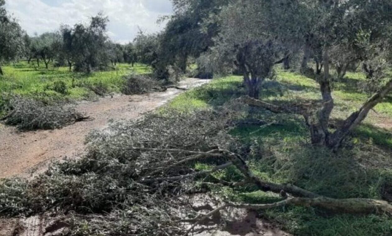 Βόλος: Ξήλωσαν 30 δέντρα από κτήμα - Άφησαν πίσω μόνο κλαδιά!