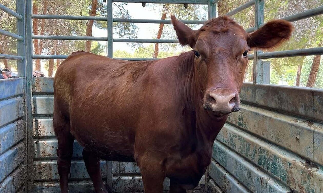 Οι 5 κόκκινες αγελάδες που ψάχνει η Χαμάς να σκοτώσει - Γιατί τις μετέφεραν στο Ισραήλ από το Τέξας